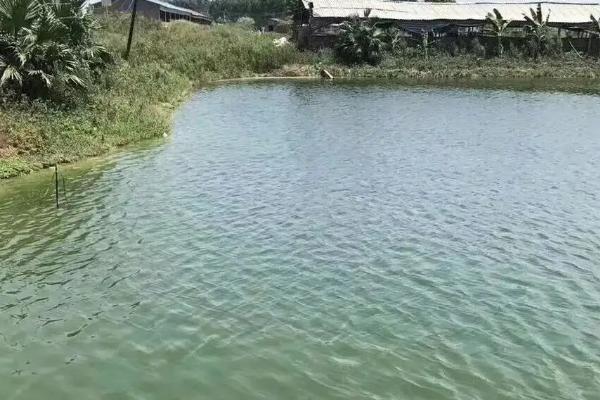 阿维菌素水产作用与注意事情，水产阿维菌素用多了会有什么影响