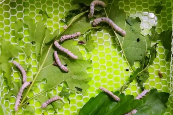 养蚕要注意些什么，附养蚕的方法