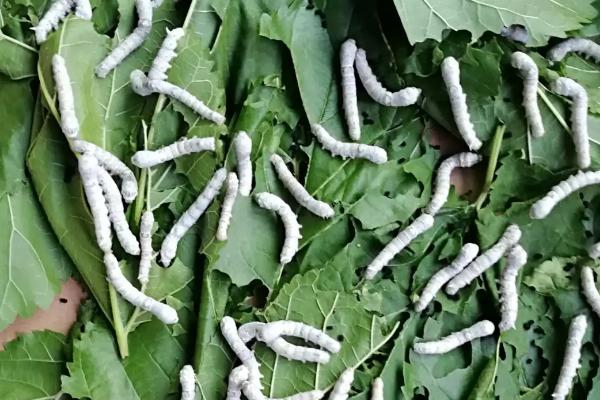 养蚕要注意些什么，附养蚕的方法