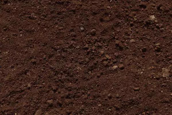 草莓是不是要打很多药,草莓种植方法