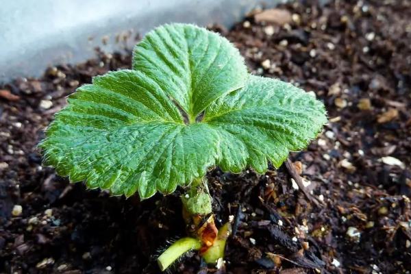 草莓是不是要打很多药,草莓种植方法