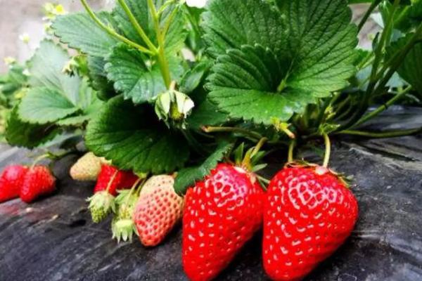 草莓是不是要打很多药,草莓种植方法