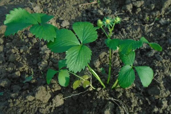 草莓是不是要打很多药,草莓种植方法