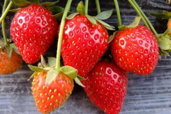 草莓是不是要打很多药,草莓种植方法