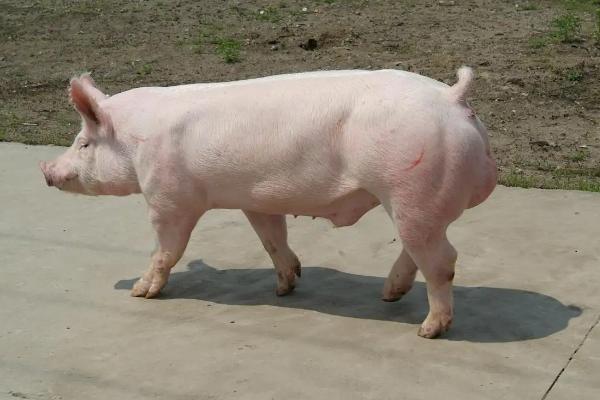 律胎素对公猪的作用，律胎素和氯前列醇钠的区别