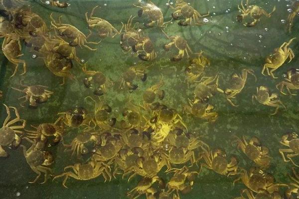 螃蟹可以深水养吗,螃蟹吃什么食物