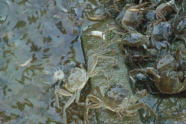 螃蟹可以深水养吗,螃蟹吃什么食物