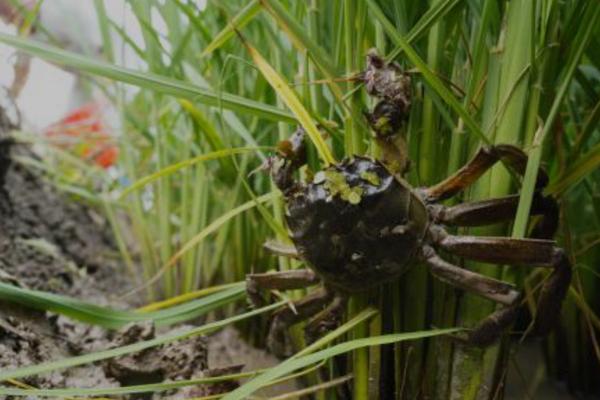 螃蟹可以深水养吗,螃蟹吃什么食物