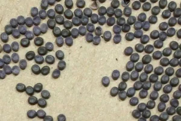 蚕卵孵化过程,蚕卵如何保存到第二年