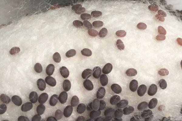 蚕卵孵化过程,蚕卵如何保存到第二年