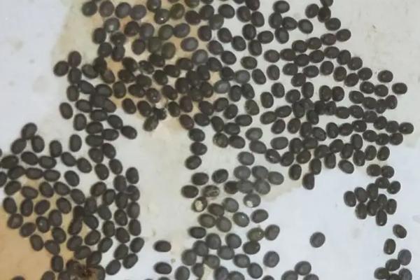 蚕卵孵化过程,蚕卵如何保存到第二年