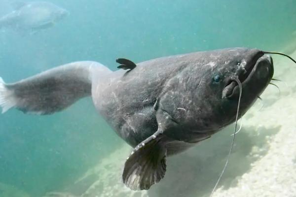 一亩地可以养多少鲶鱼，鲶鱼可以和什么鱼混养