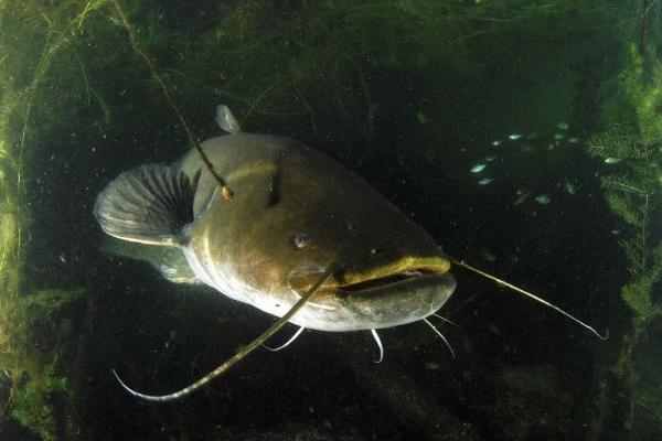 一亩地可以养多少鲶鱼，鲶鱼可以和什么鱼混养