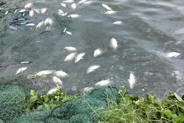 鱼塘死鱼是什么原因，鱼塘杀虫什么时间合适