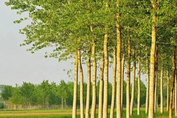 杨树几年成材卖钱,杨树和白杨树的区别