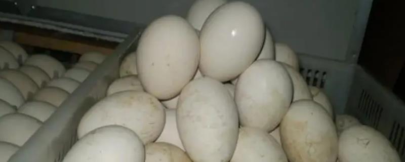 狮头鹅一年能产多少蛋，产蛋高峰期是什么季节