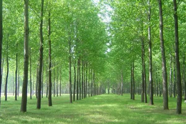 杨树几年成材卖钱,杨树和白杨树的区别