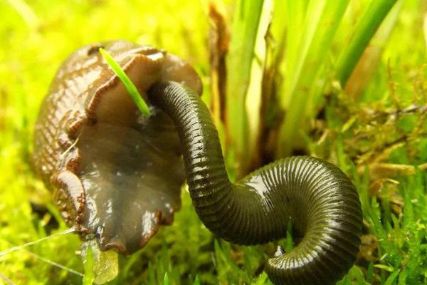 蚂蟥什么地方最多，蚂蟥咬人怎么办