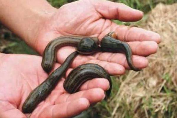 蚂蟥什么地方最多，蚂蟥咬人怎么办