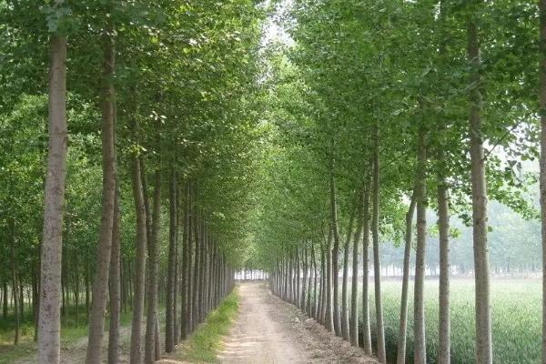 杨树几年成材卖钱,杨树和白杨树的区别