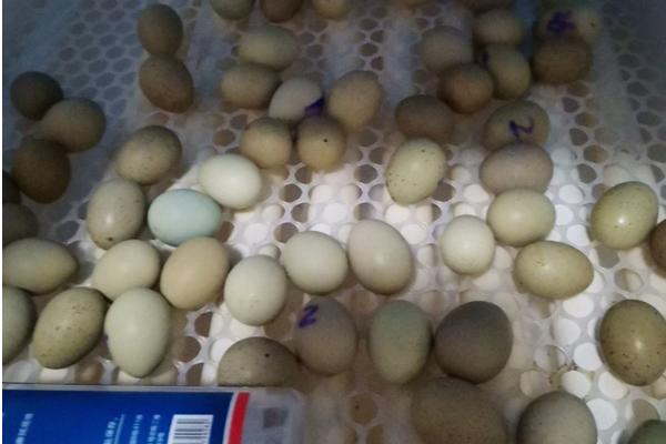 芦丁鸡孵化多少天停止翻蛋，芦丁鸡孵化时间是多长