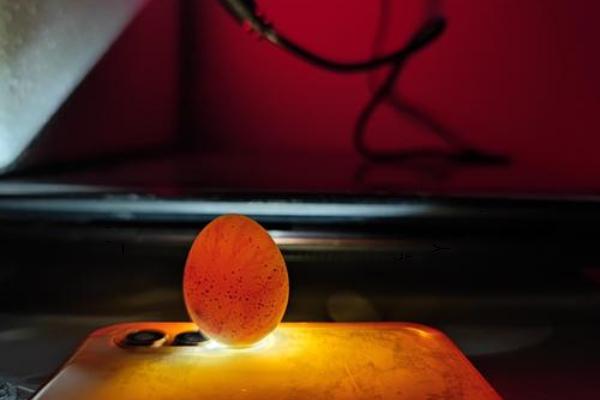 芦丁鸡孵化多少天停止翻蛋，芦丁鸡孵化时间是多长