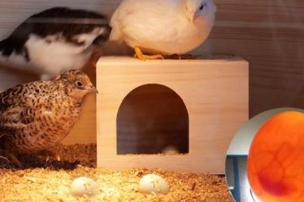 芦丁鸡孵化多少天停止翻蛋，芦丁鸡孵化时间是多长