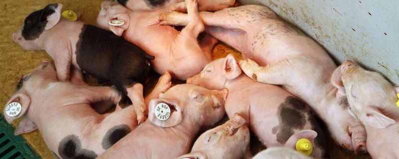 小猪水肿怎么治疗用什么药，是什么原因导致的