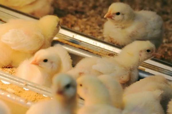 怎样才能让小鸡安静下来，鸡养殖方法