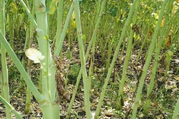 油菜杆开裂用什么药,是什么原因导致的