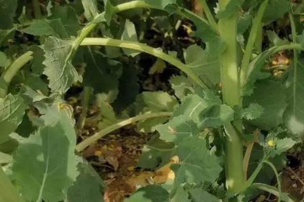 油菜杆开裂用什么药,是什么原因导致的