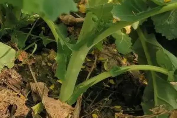 油菜杆开裂用什么药,是什么原因导致的