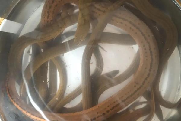 黄鳝什么温度出来觅食,黄鳝是雌雄同体吗