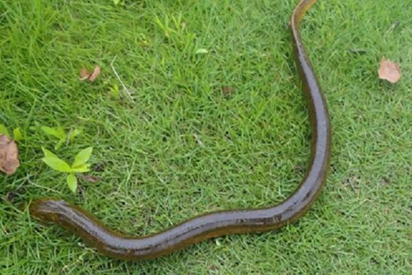 黄鳝什么温度出来觅食,黄鳝是雌雄同体吗