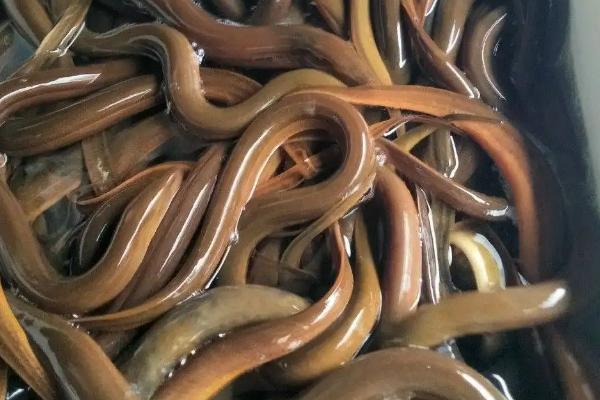 黄鳝什么温度出来觅食,黄鳝是雌雄同体吗