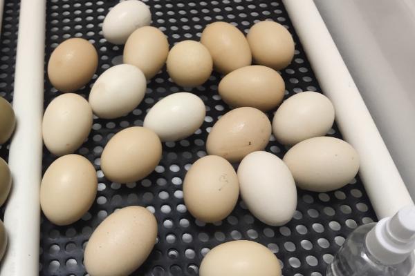 鸡蛋多少温度可以孵出小鸡，鸡蛋孵化成小鸡需要多少天