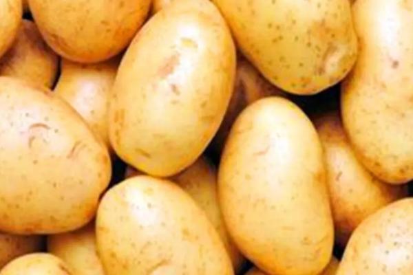 马铃薯生长周期,马铃薯是植物的根还是茎