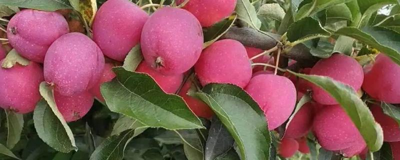 鸡心果树苗的栽培与管理