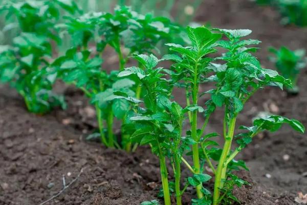 马铃薯生长周期,马铃薯是植物的根还是茎