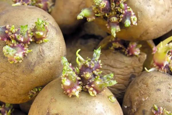 马铃薯生长周期,马铃薯是植物的根还是茎