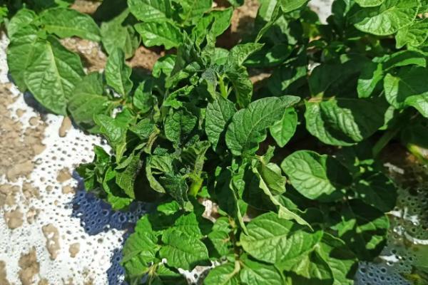 马铃薯生长周期,马铃薯是植物的根还是茎