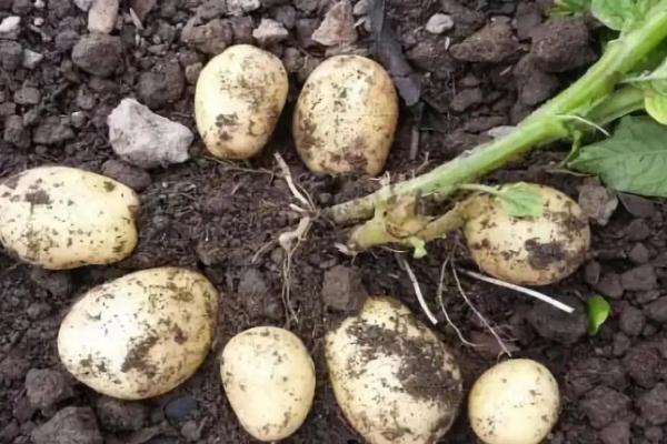 马铃薯生长周期,马铃薯是植物的根还是茎