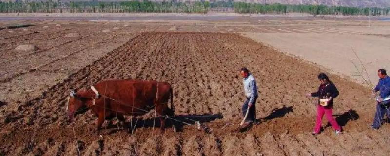 中国传统农业的主要耕作方式是