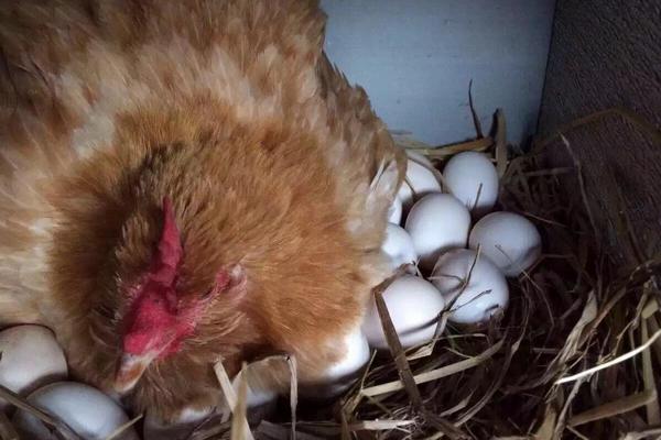 为什么母鸡不用受精就可以下蛋，母鸡每天都会下蛋吗