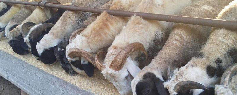 淘汰种公羊怎么去势，公羊去势的好处与坏处