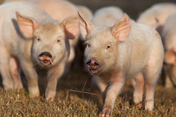 小猪水肿怎么治疗用什么药，是什么原因导致的