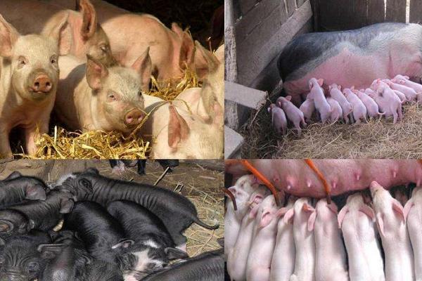 小猪水肿怎么治疗用什么药，是什么原因导致的