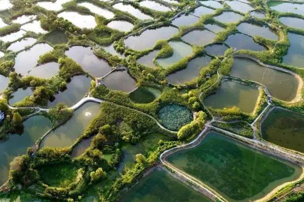 桑基鱼塘的原理,桑基鱼塘的优点