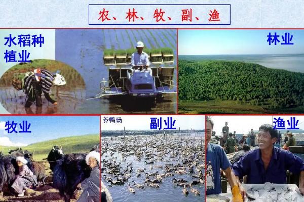 农林牧副渔的副业指什么,农林牧副渔分别指什么