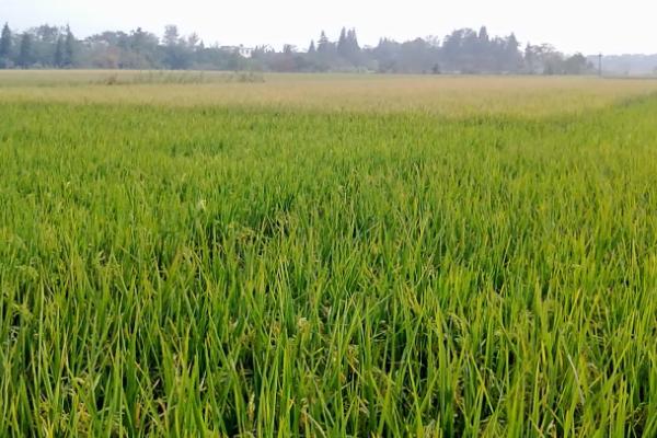 农林牧副渔的副业指什么,农林牧副渔分别指什么